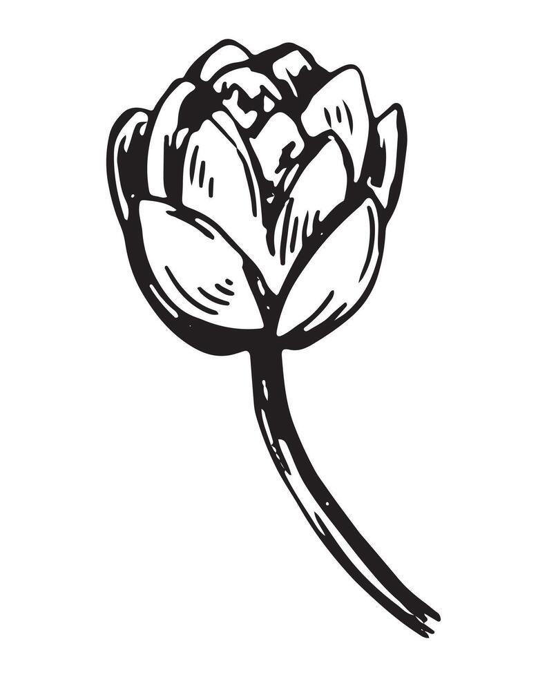 Sketch of water lily plant. Lotus flower bud in engraving style. Botanical illustration isolated on white. vector