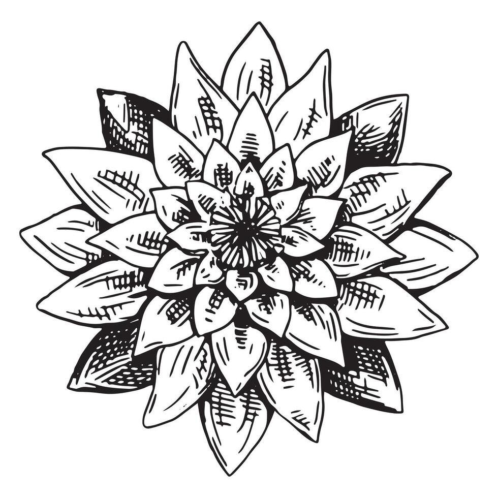 Sketch of water lily plant. Lotus flower bud in engraving style. Botanical illustration isolated on white. vector