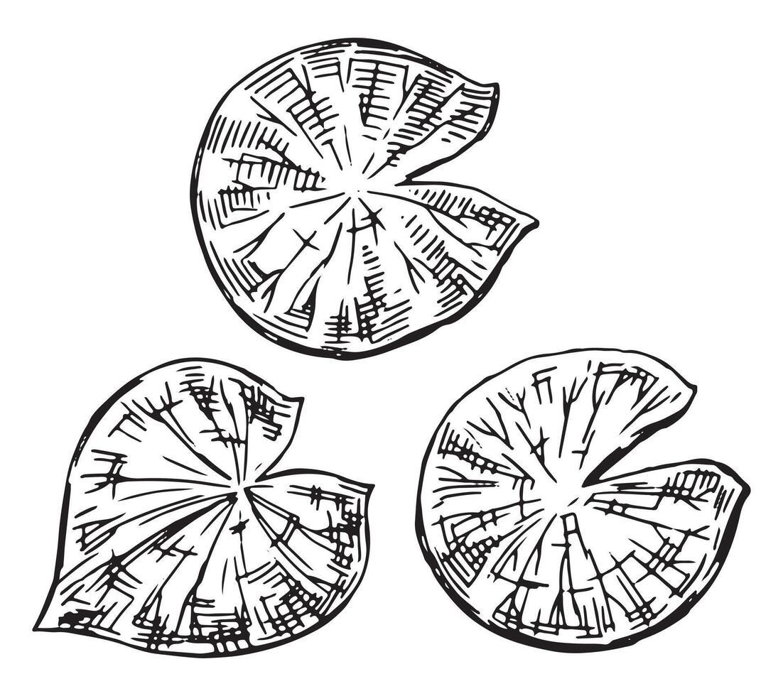 Outline drawings of water lily plants in pond, leaf pads. Set of lotus leaves in sketch style. Botanical illustration isolated on white. vector