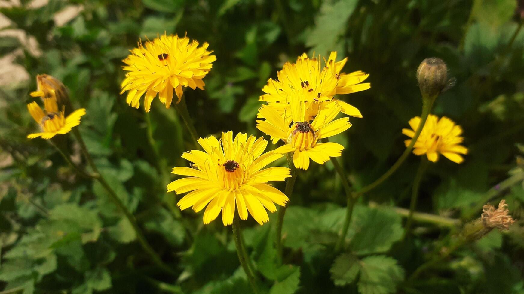 Yellow flowers with black dots on them photo