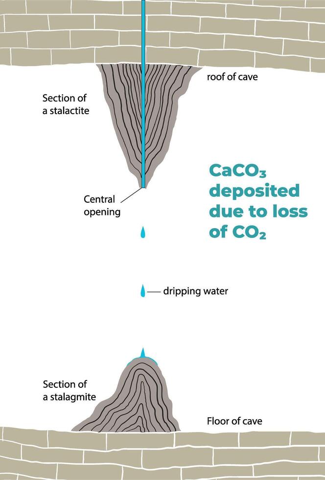 Illustration of stalagmite and stalactite section vector