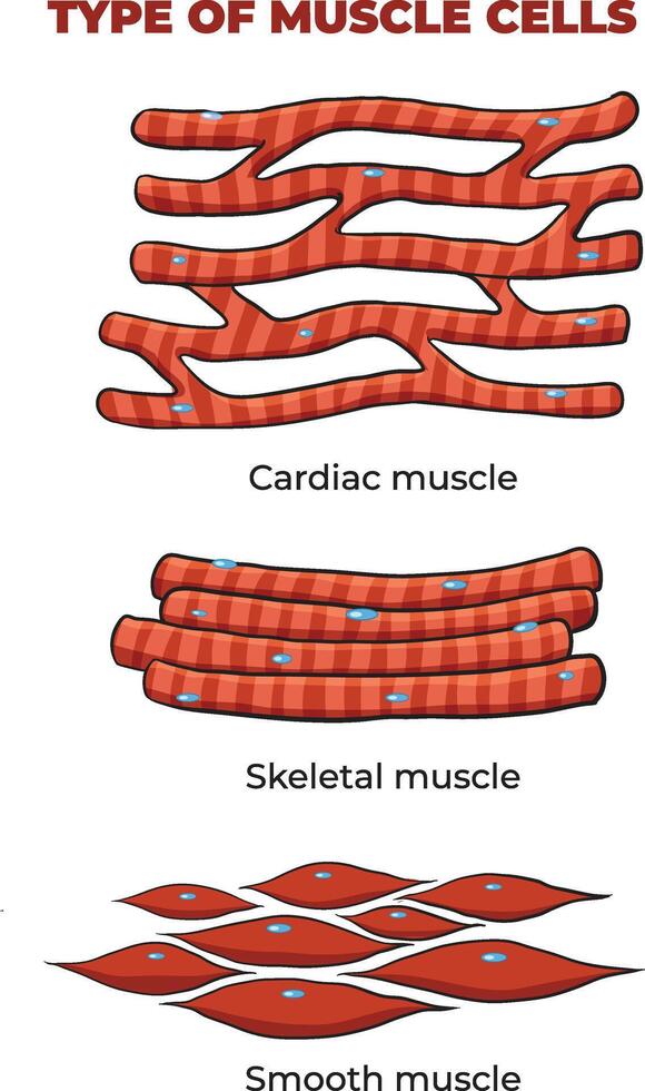 illustration of Muscle cells types vector