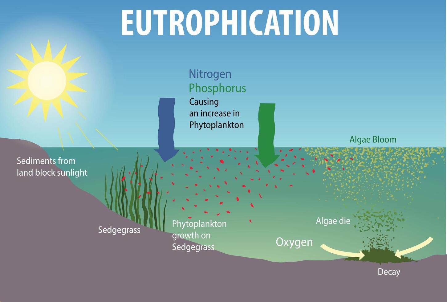 illustration of eutrophication diagram vector
