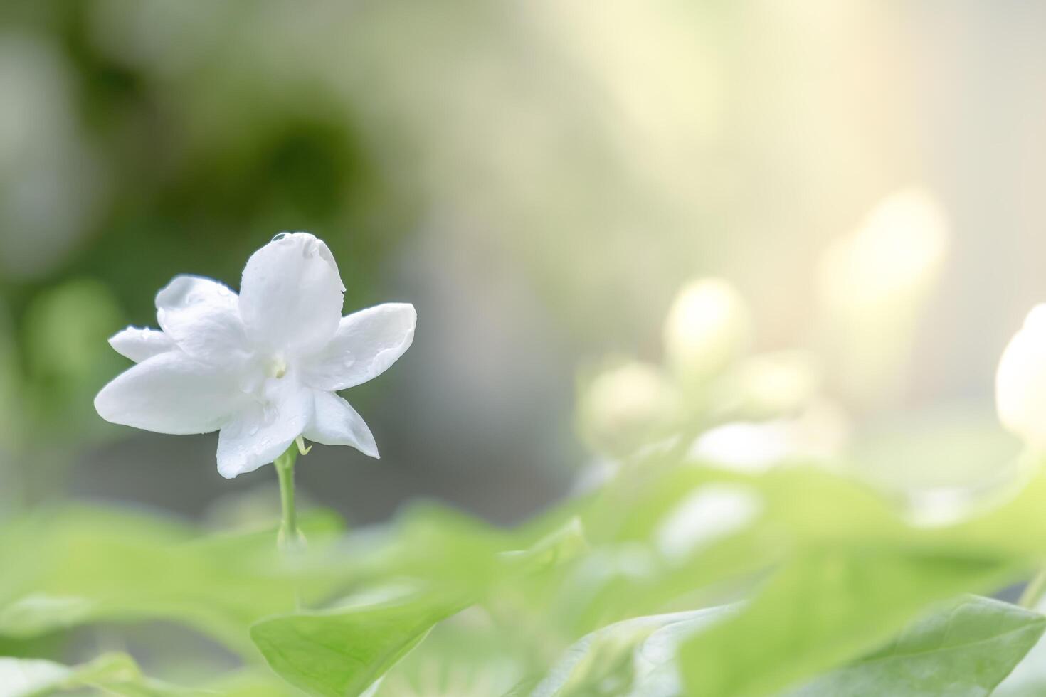 Soft focus,Jasmine flower fresh on blur nature background photo