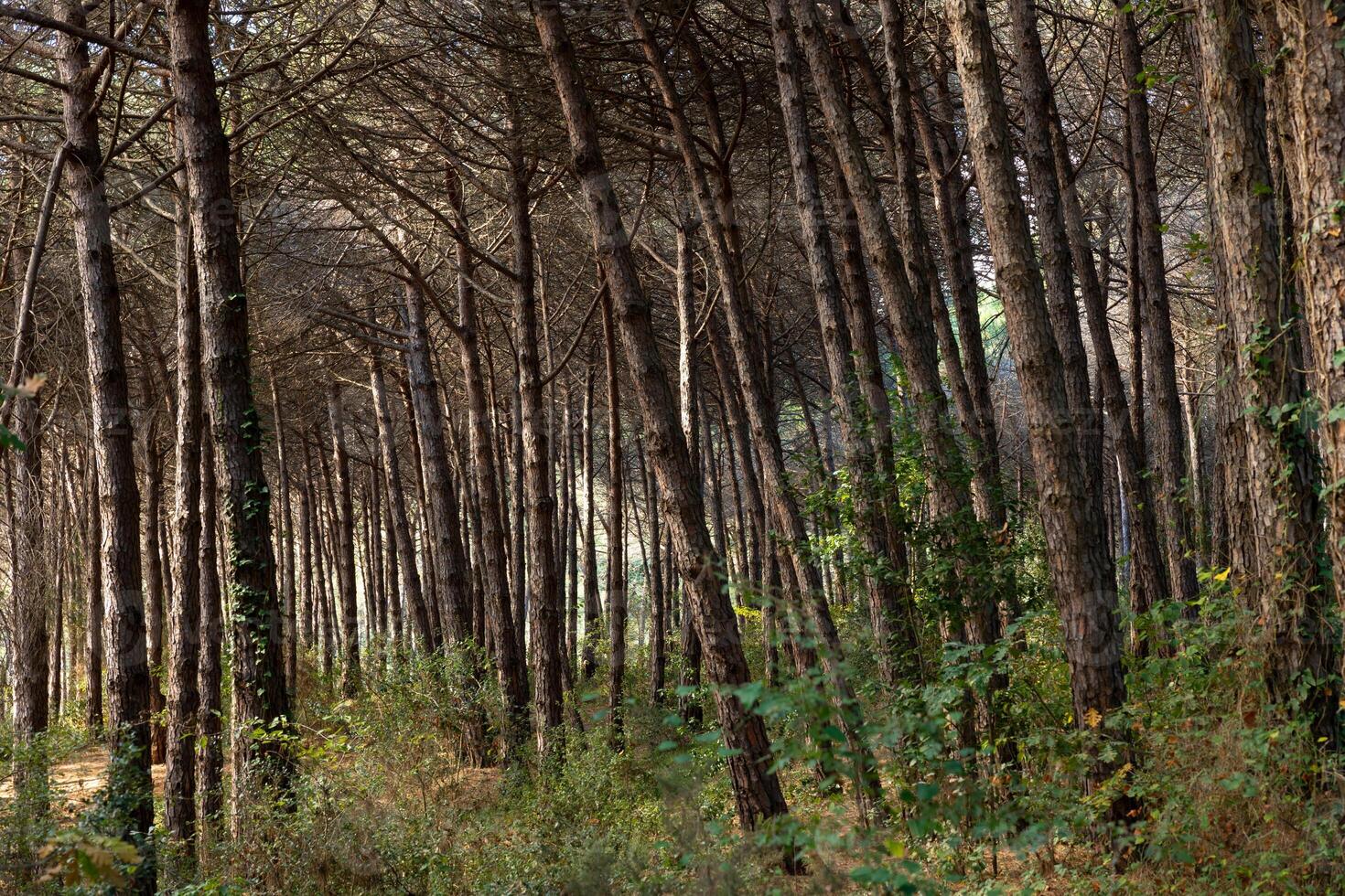 Pine tree forest view from inside. Fall or autumn concept photo