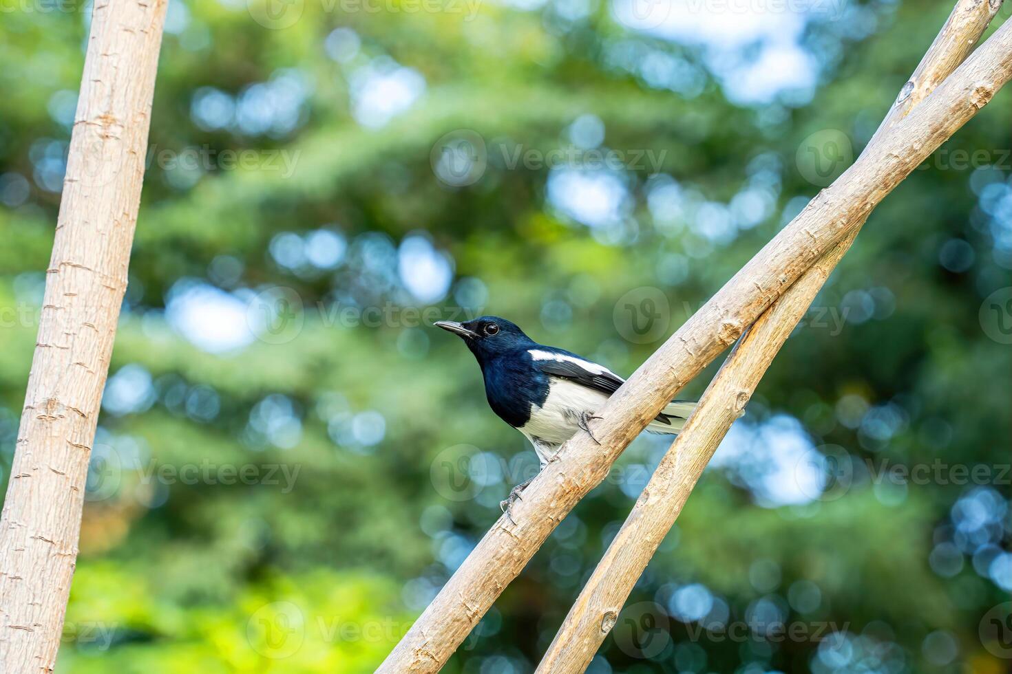 Oriental magpie-robin perched on a branch, is a small bird. photo