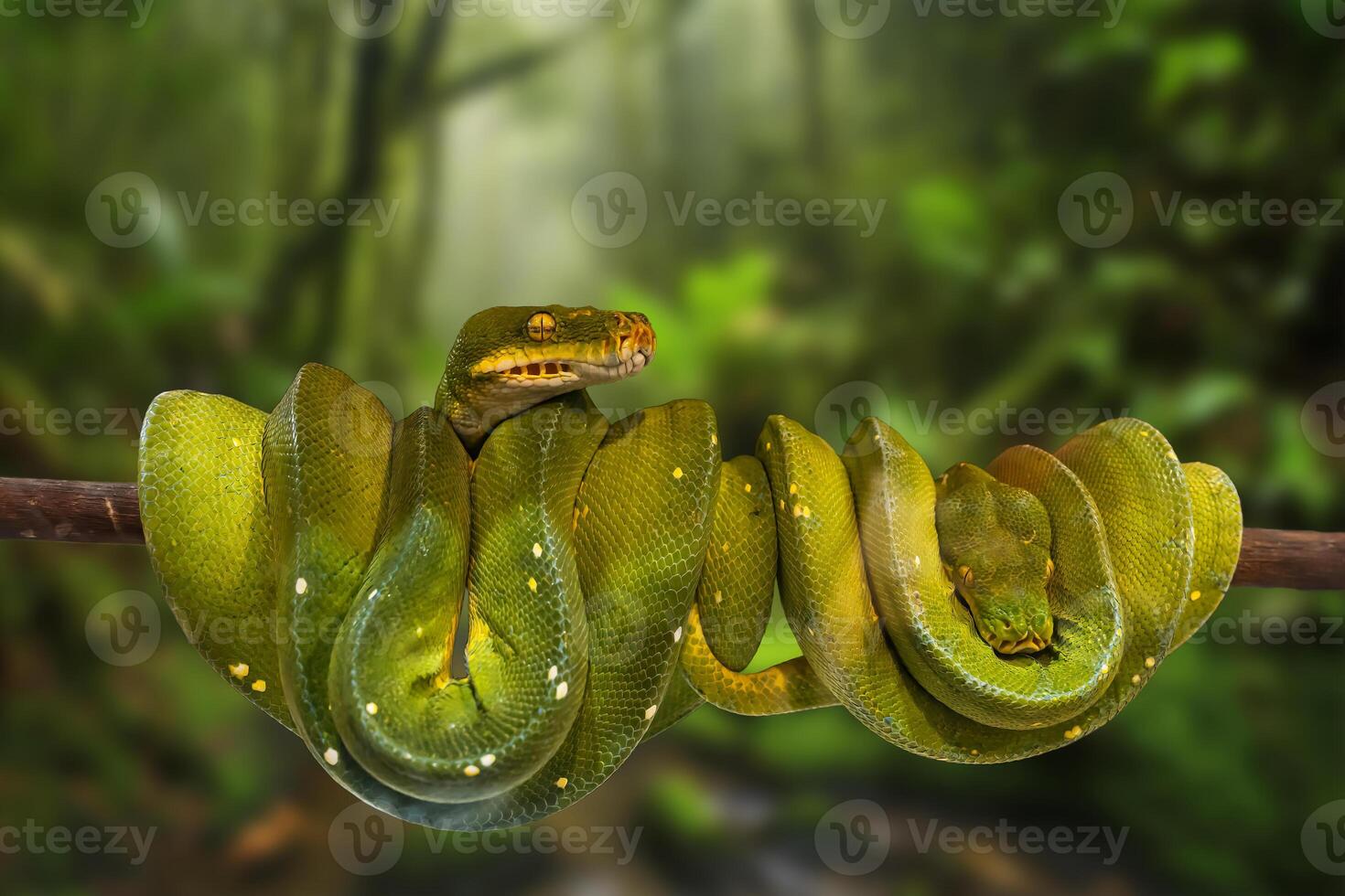 Green tree python photo