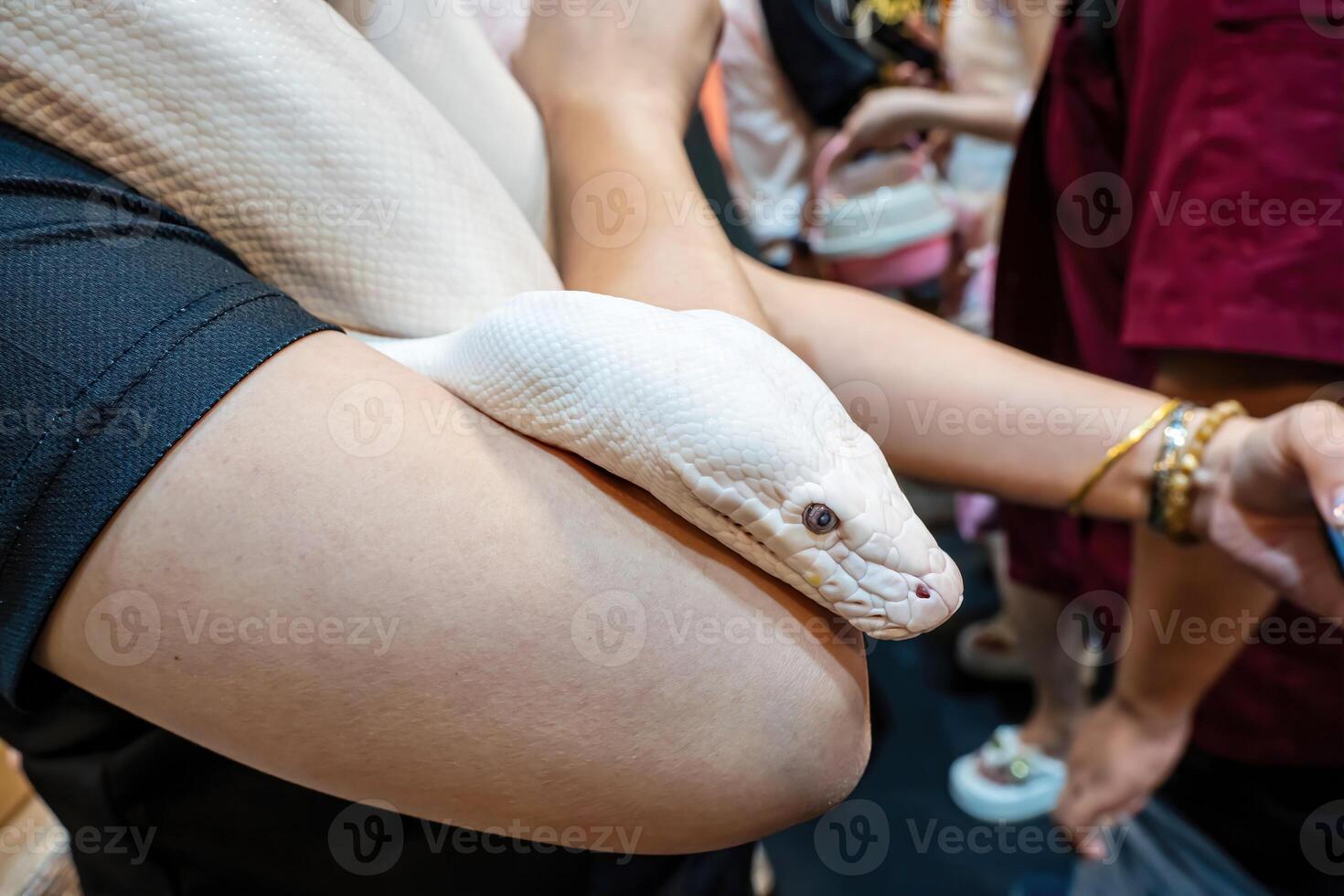 Ball python slithering on a body of person. It's a popular pet in Thailand. photo