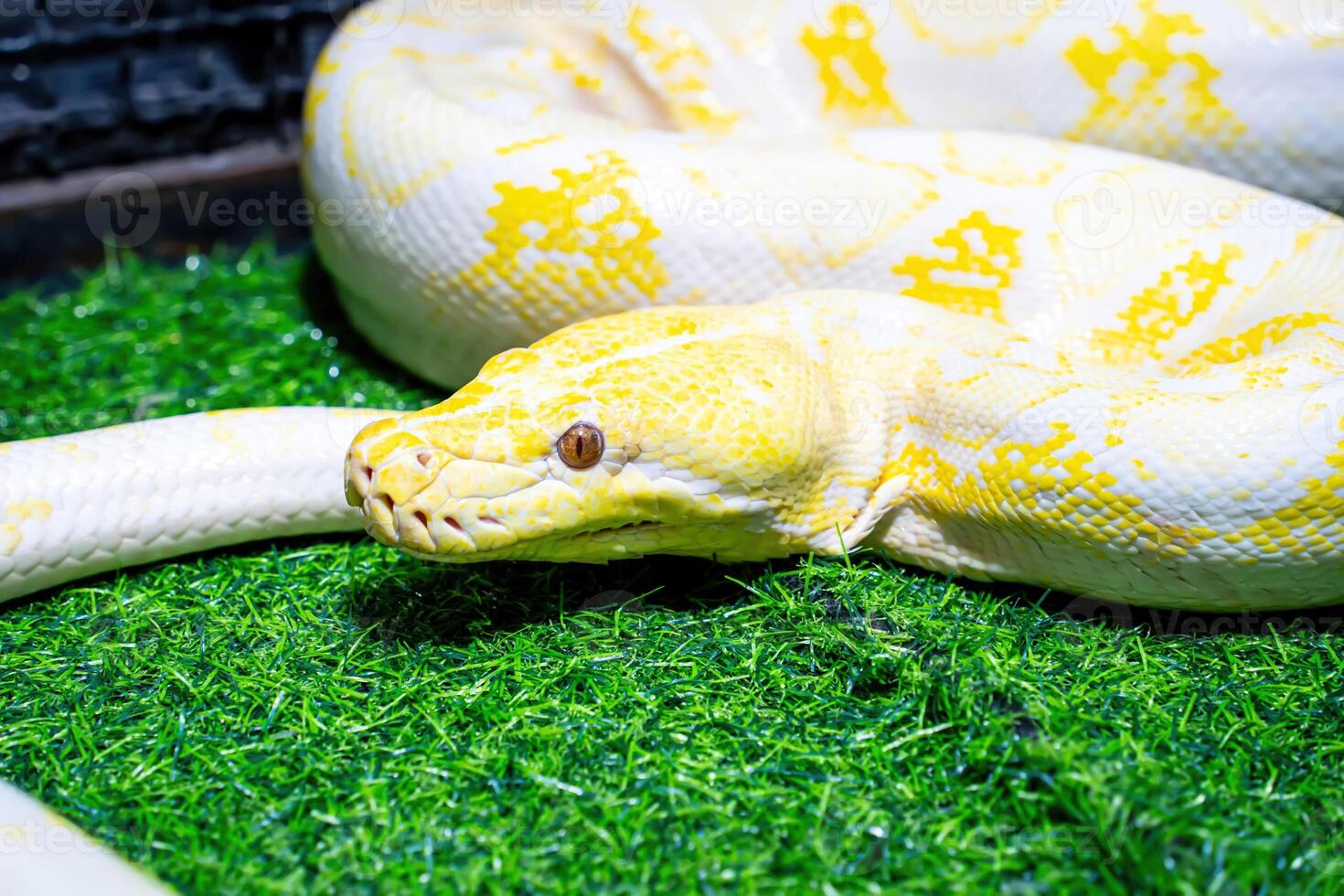 Albino burmese python photo