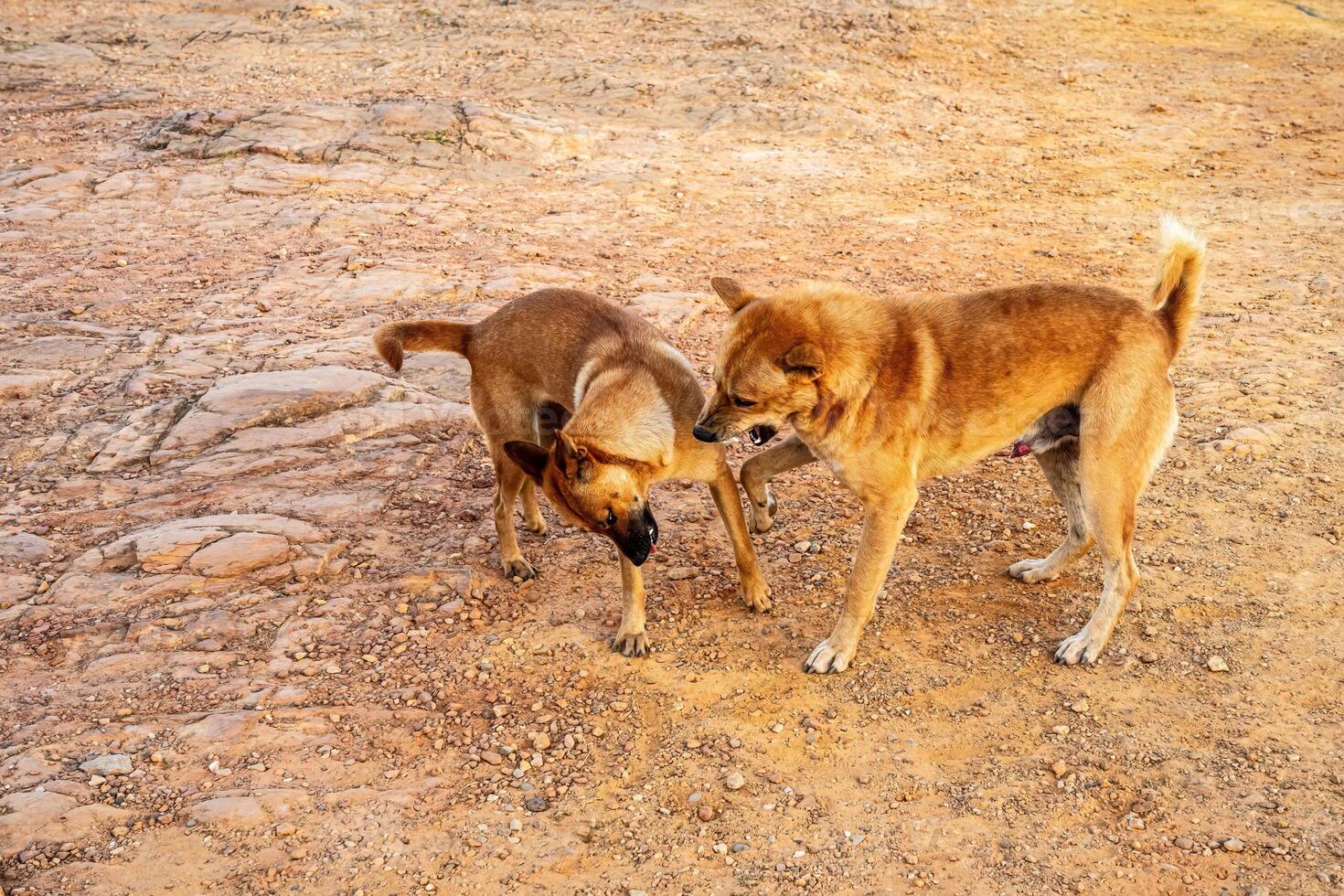 Two dogs are playing with each other. photo