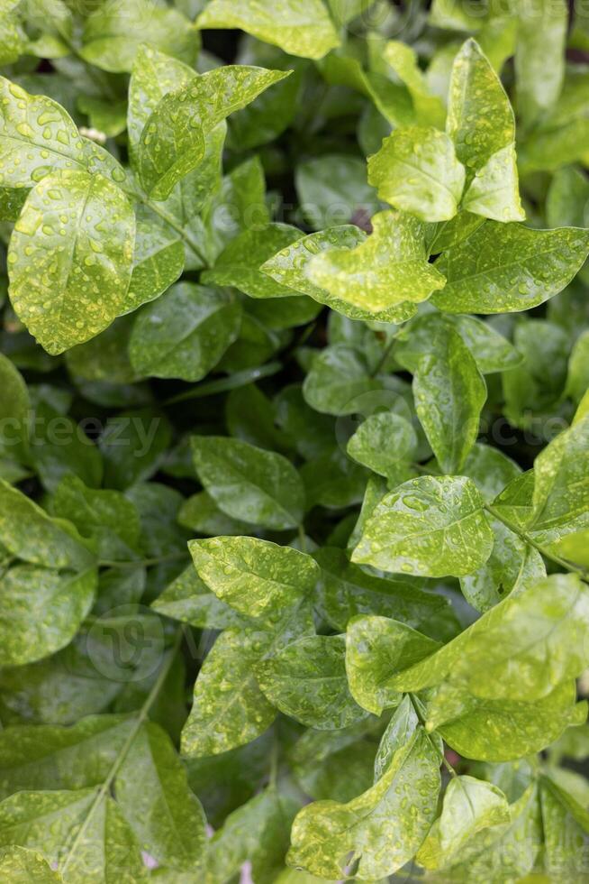 Light Green Leaf Background photo