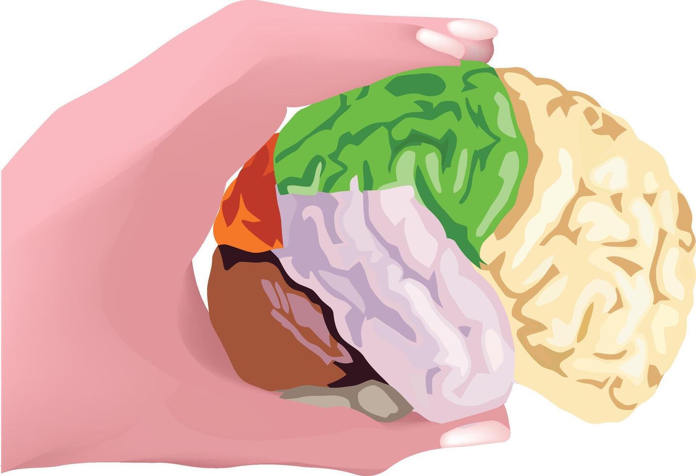 A hand holding a brain with different colored parts vector