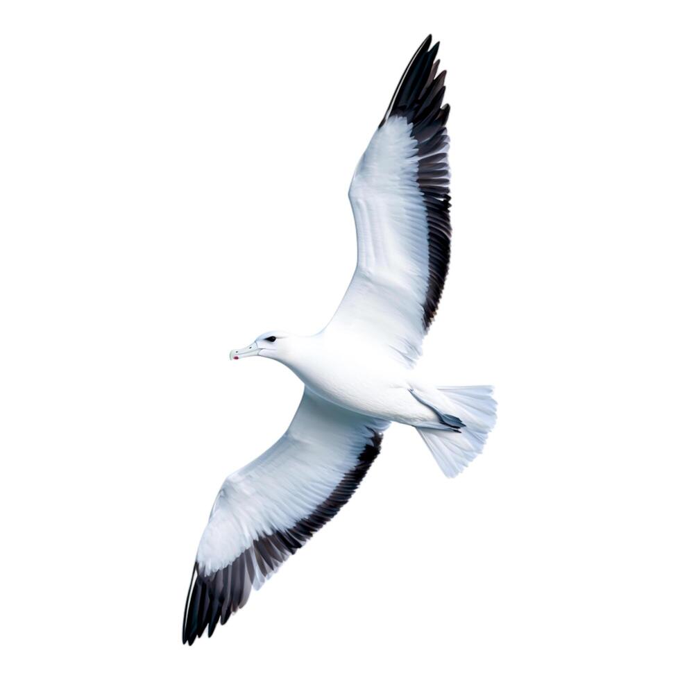 Elegant Bird in Flight Against photo