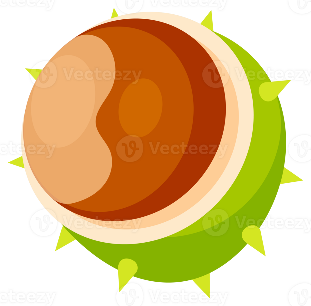 Set of illustrations showing different parts of a horse chestnut, including its spiky shell, the seed and the leaf png