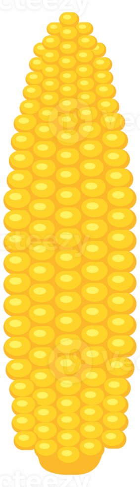 Cartoon corn. Fresh organic vegetable. illustration png