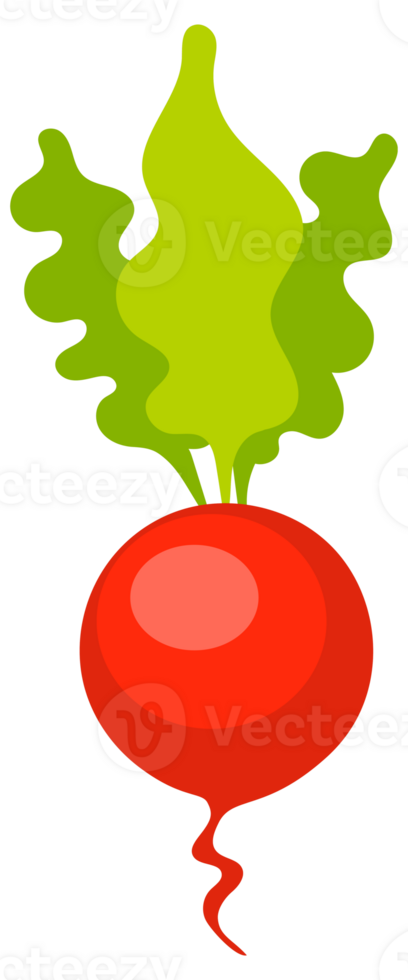 Red radish fresh with leave cartoon set. Ripe radishes png