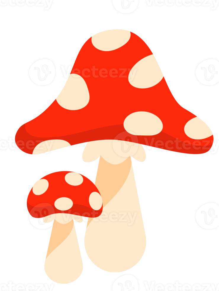 Mushrooms set. Edible and inedible mushroom plants. Chanterelle mushroom, poisonous fungus png