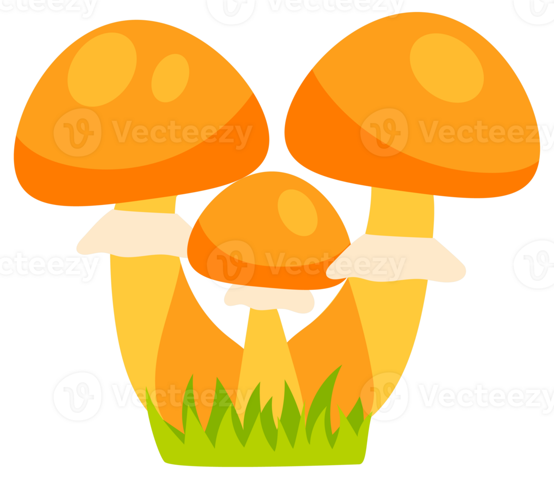 Mushrooms set. Edible and inedible mushroom plants. Chanterelle mushroom, poisonous fungus png