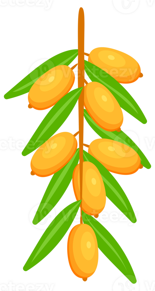 Set of fresh sea buckthorn berries growing on branch with green leaves png