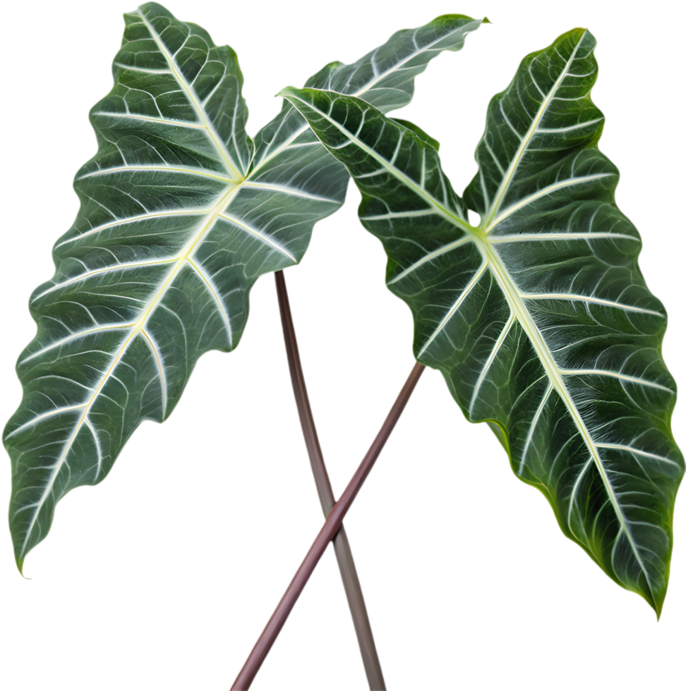 Design Stunning Artworks Using Alocasia Polly Leaves Clipart. . png