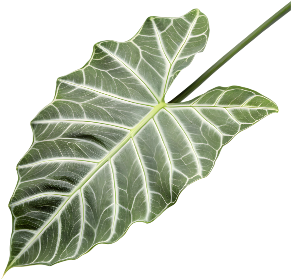 Alocasia Polly Leaves Clipart for Stunning Creative Projects. . png