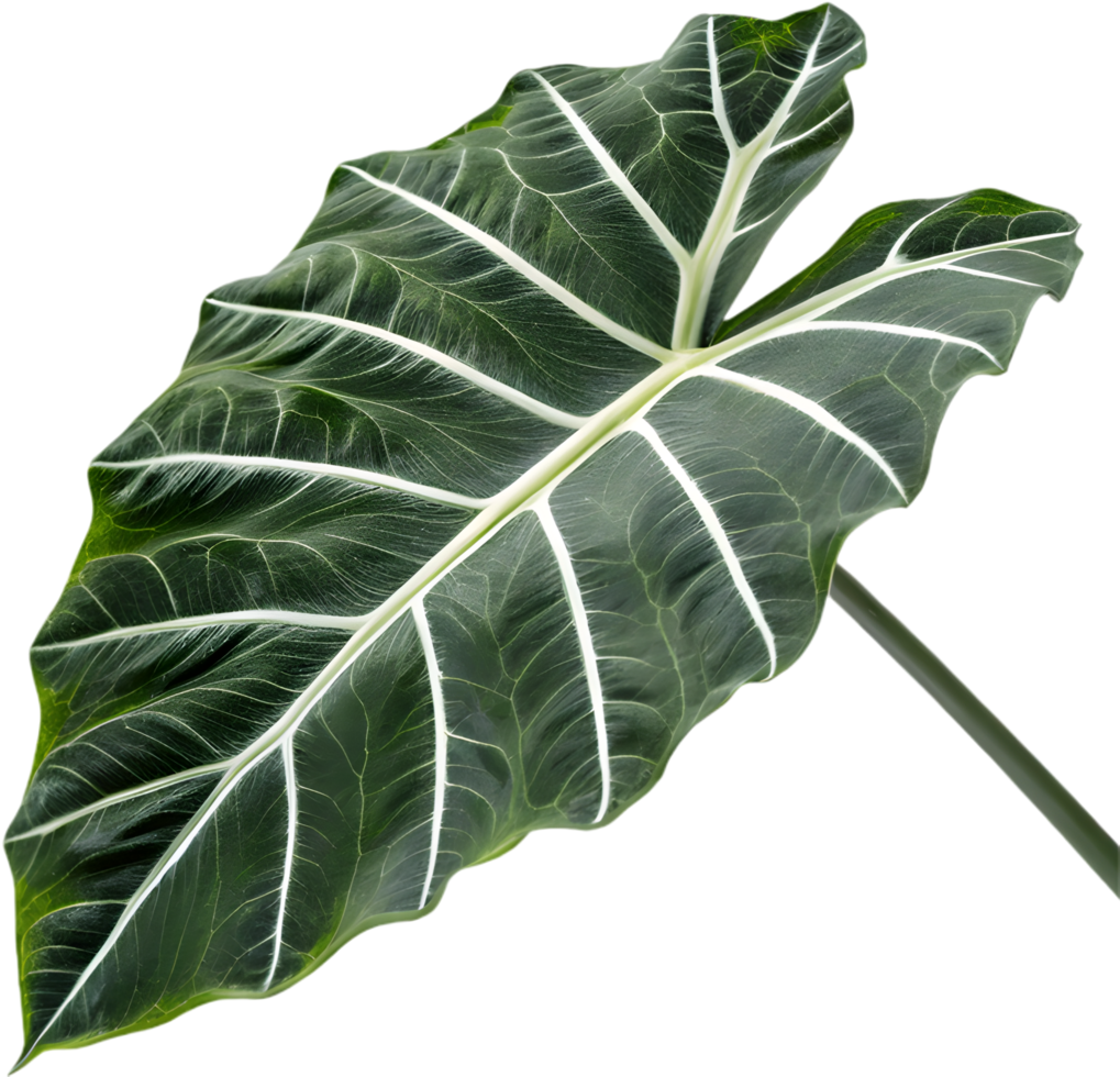 Versatile Alocasia Polly Leaves Clipart for Worldwide Design. . png