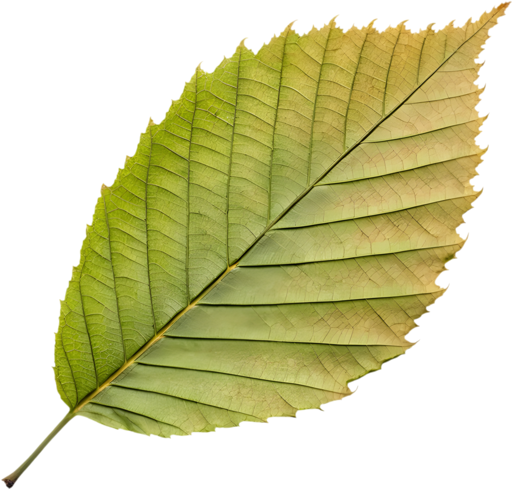 Lush Vibrant Beech Leaves Clipart for Seamless Patterns. . png