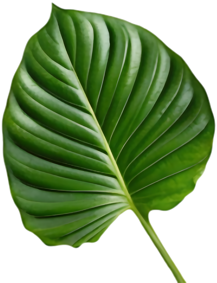 Vibrant Botanical Calathea Orbifolia for Professional Event Designs. . png