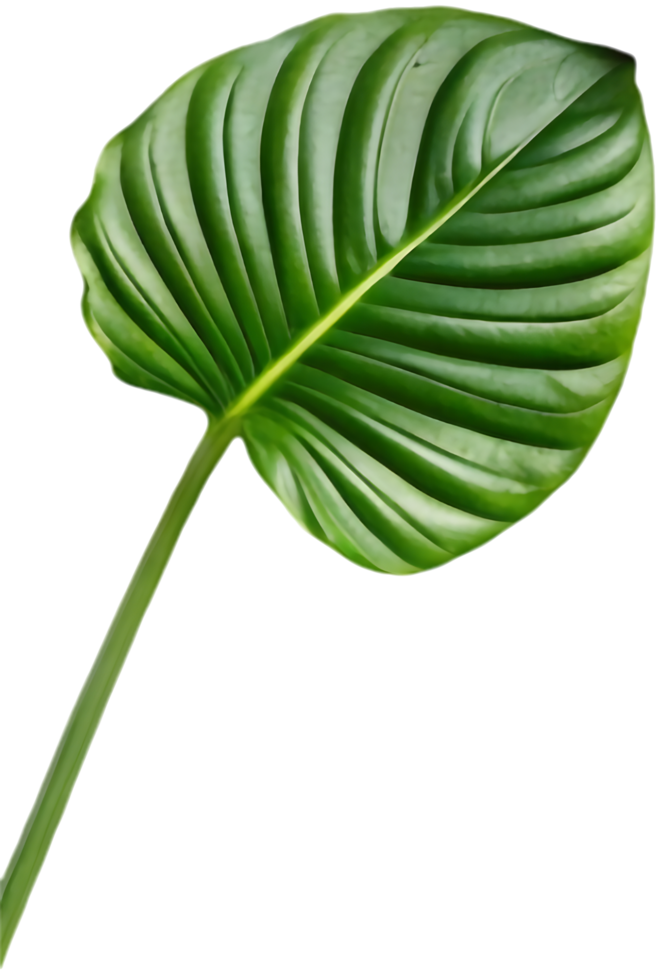 Elegant Calathea Orbifolia Botanical Illustration for Visual Design. . png