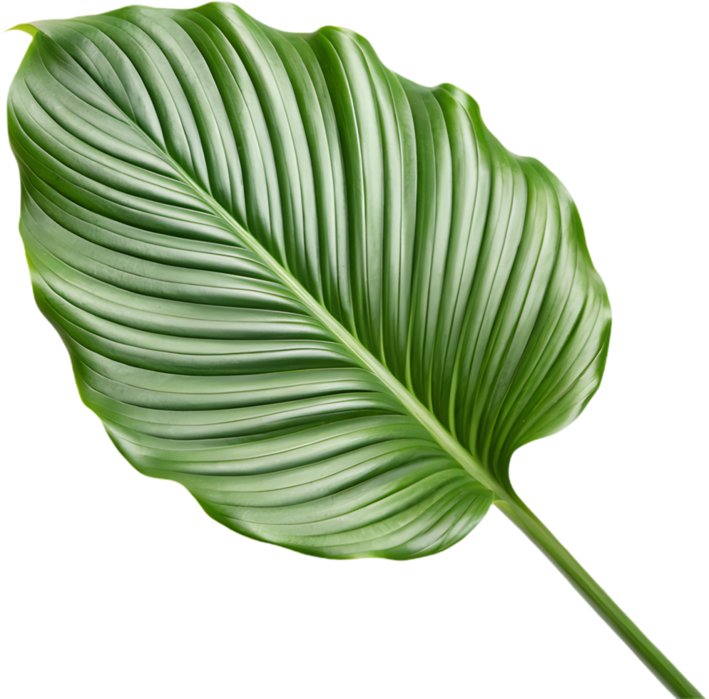 Elegant Botanical Calathea Orbifolia for DIY Creative Inspirations. . png