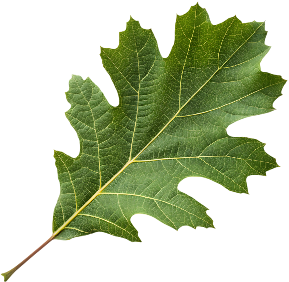 Detailed Oak Leaf Hydrangea Leaf Clipart for Projects. . png