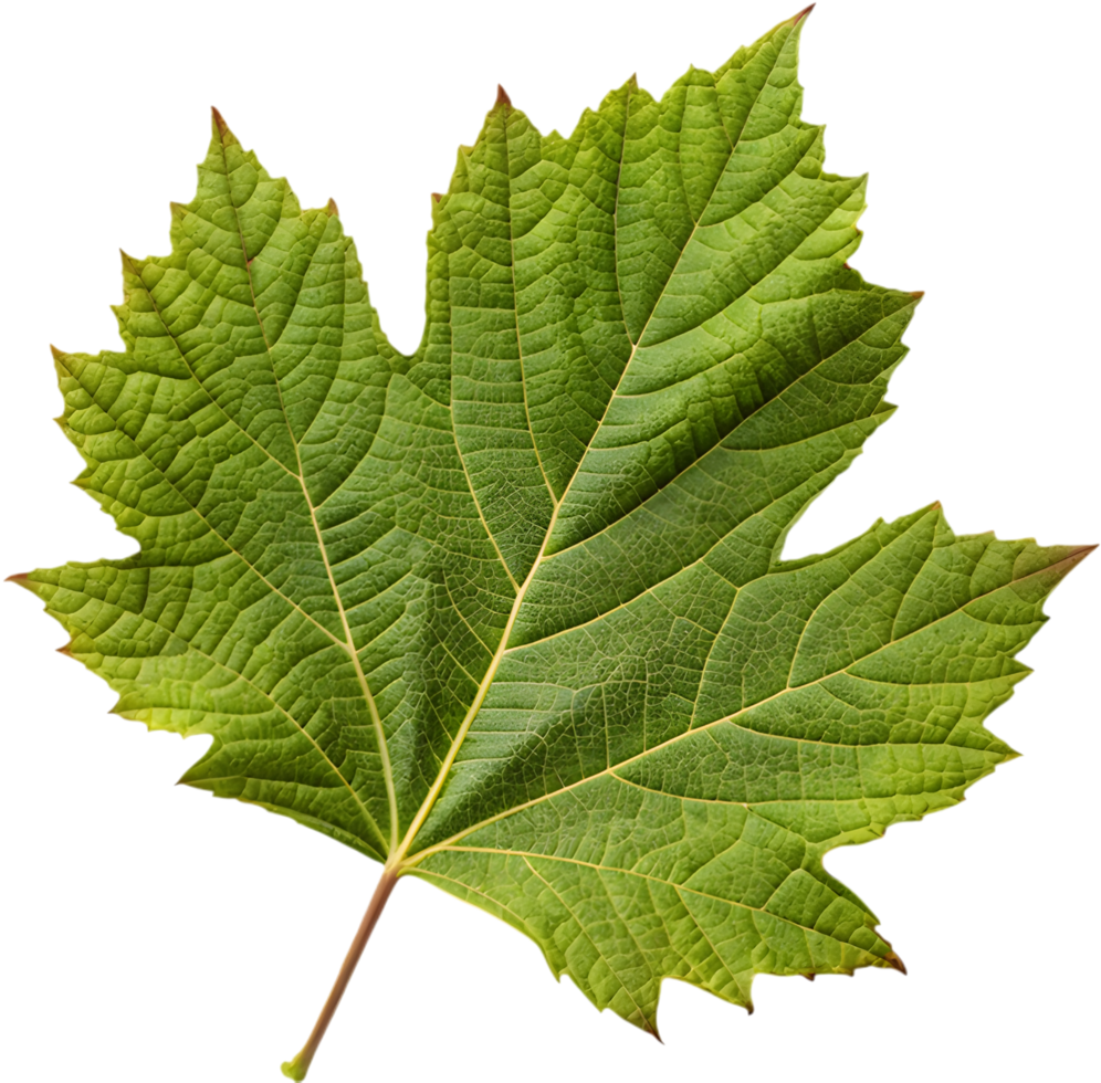 Stunning Oak Leaf Hydrangea Leaf Clipart for Decoration. . png