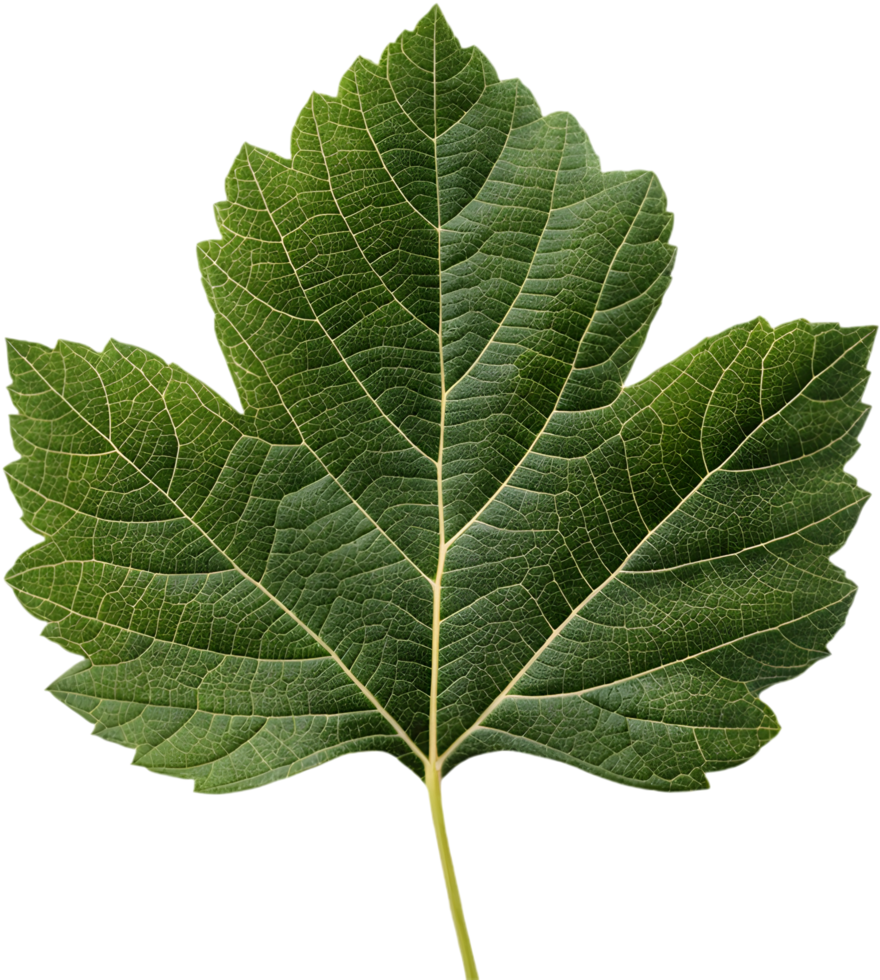 Elegant Oak Leaf Hydrangea Leaf Clipart for Projects. . png