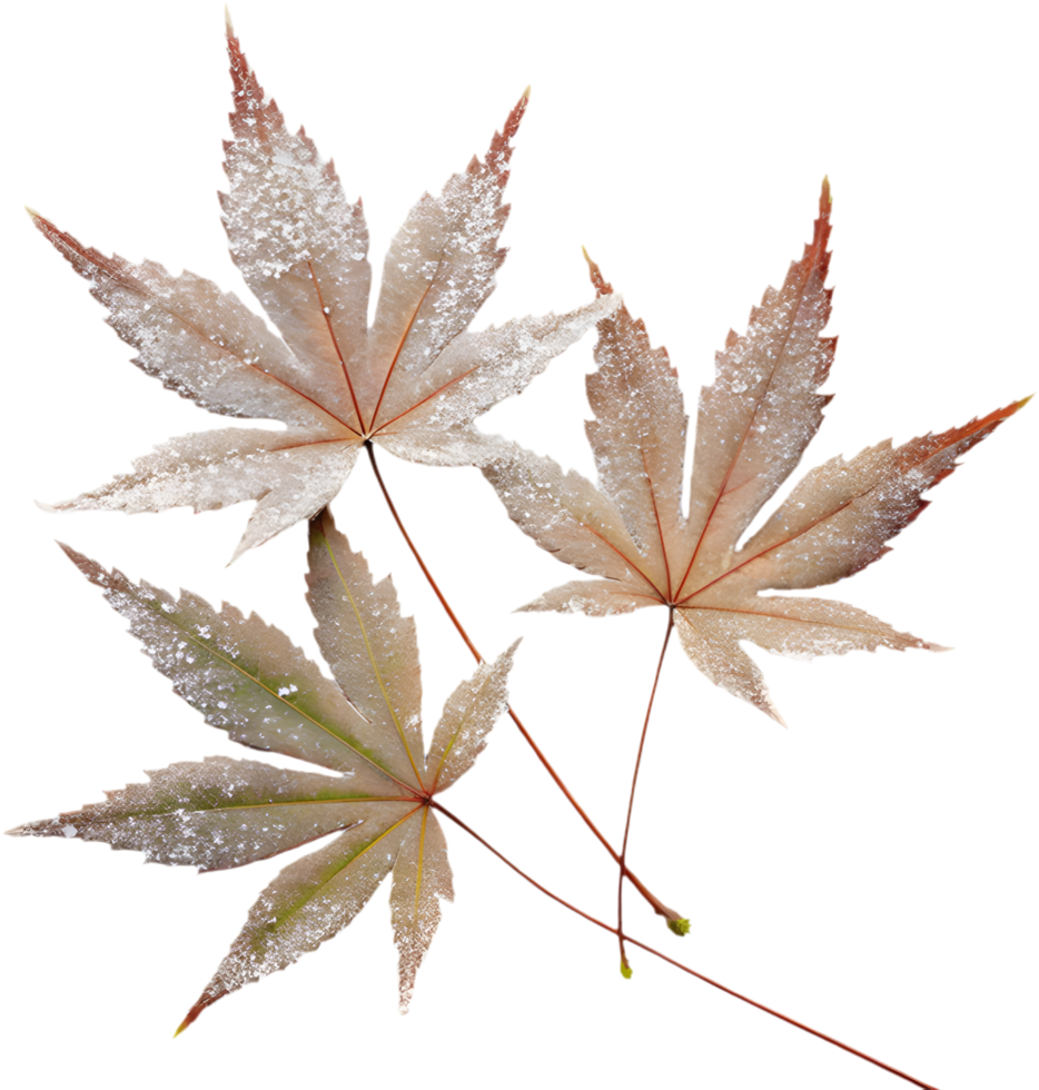 Beautiful Japanese Maple Leaf with Frost for Design. . png