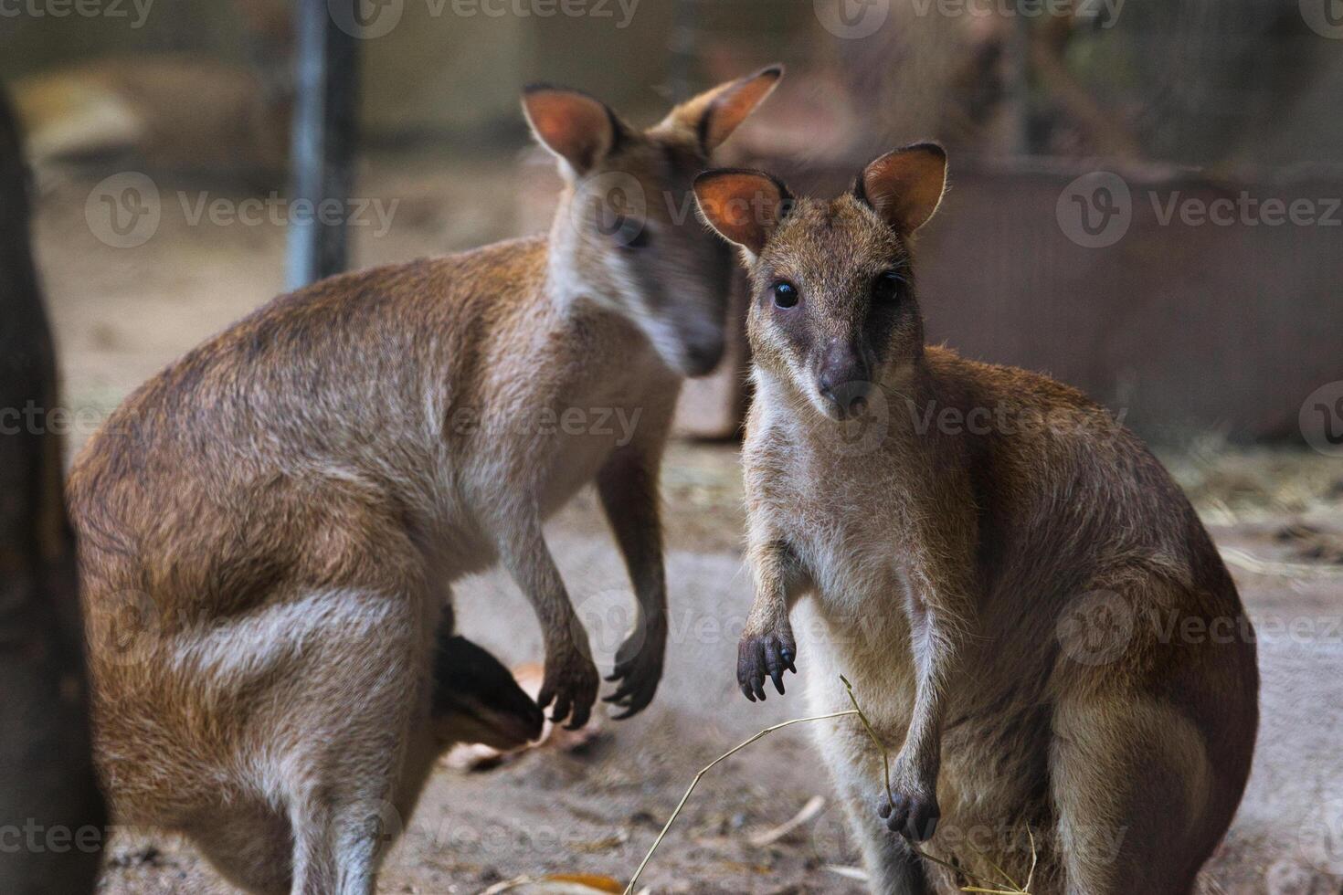 Two Curious Wallabies Standing in a Natural Habitat Setting photo