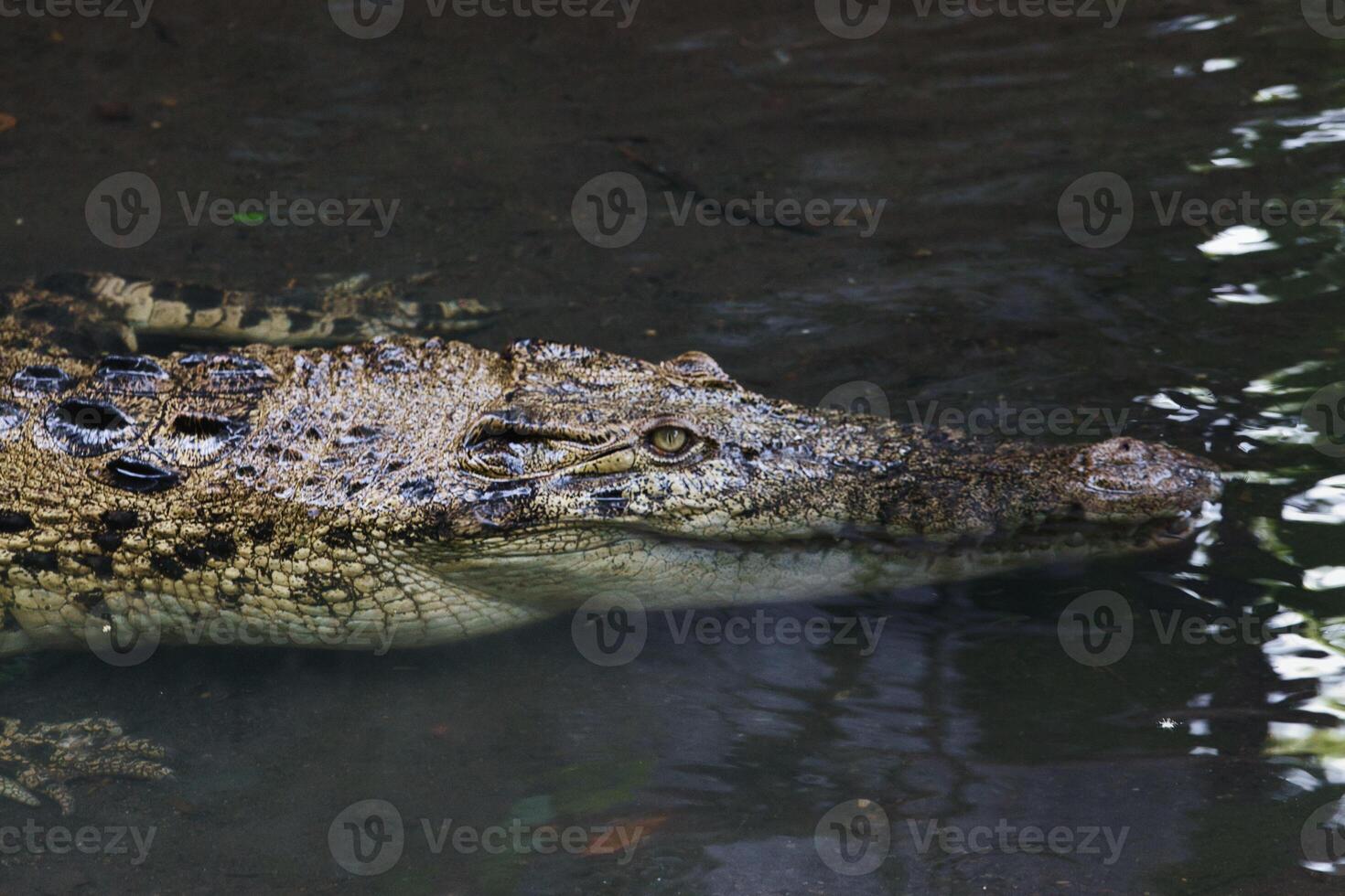 Close-Up of a Saltwater Crocodile or Crocodylus porosus Partially Submerged in Water photo