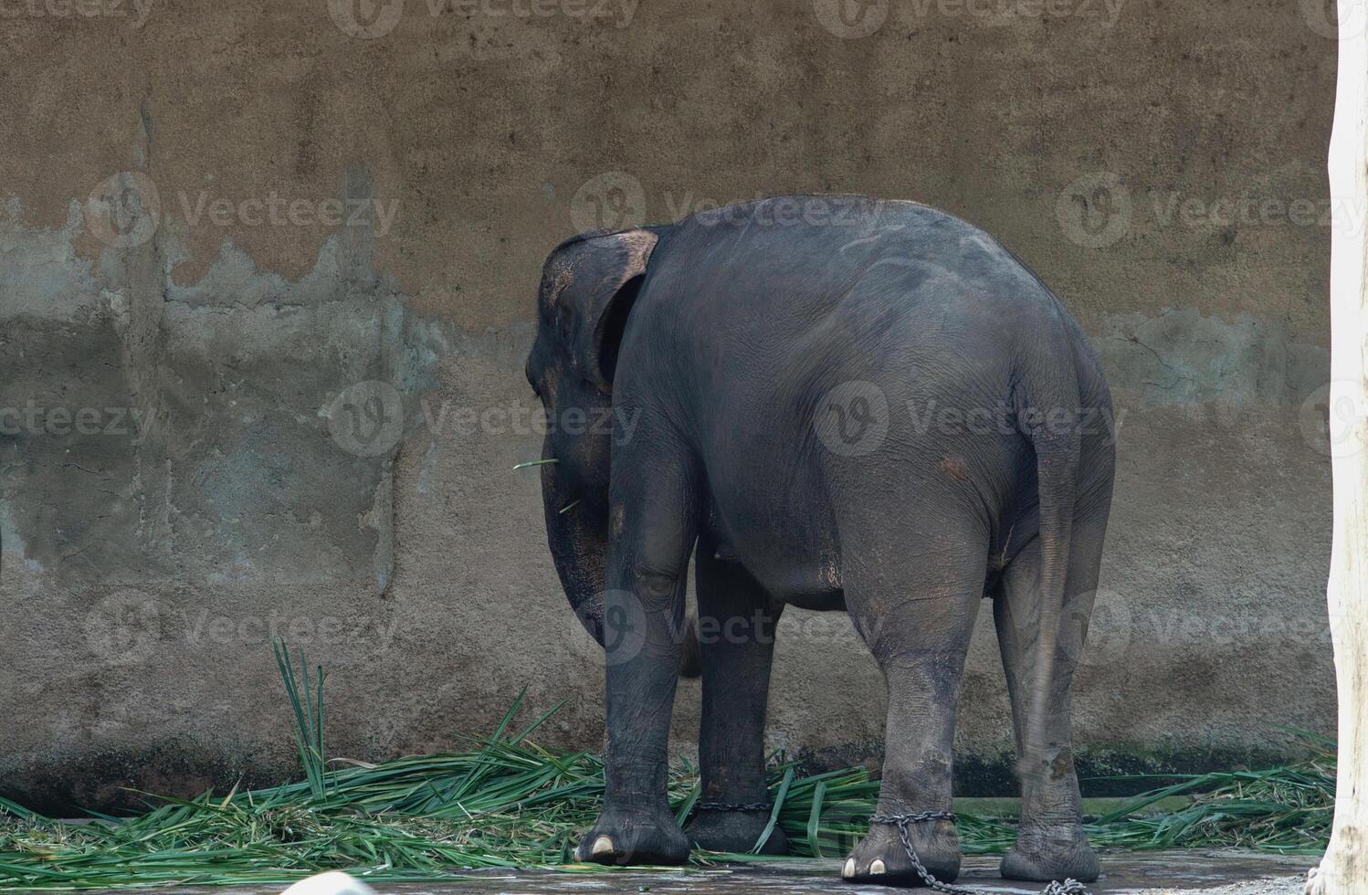 Elephant Standing in Enclosure with Chains photo