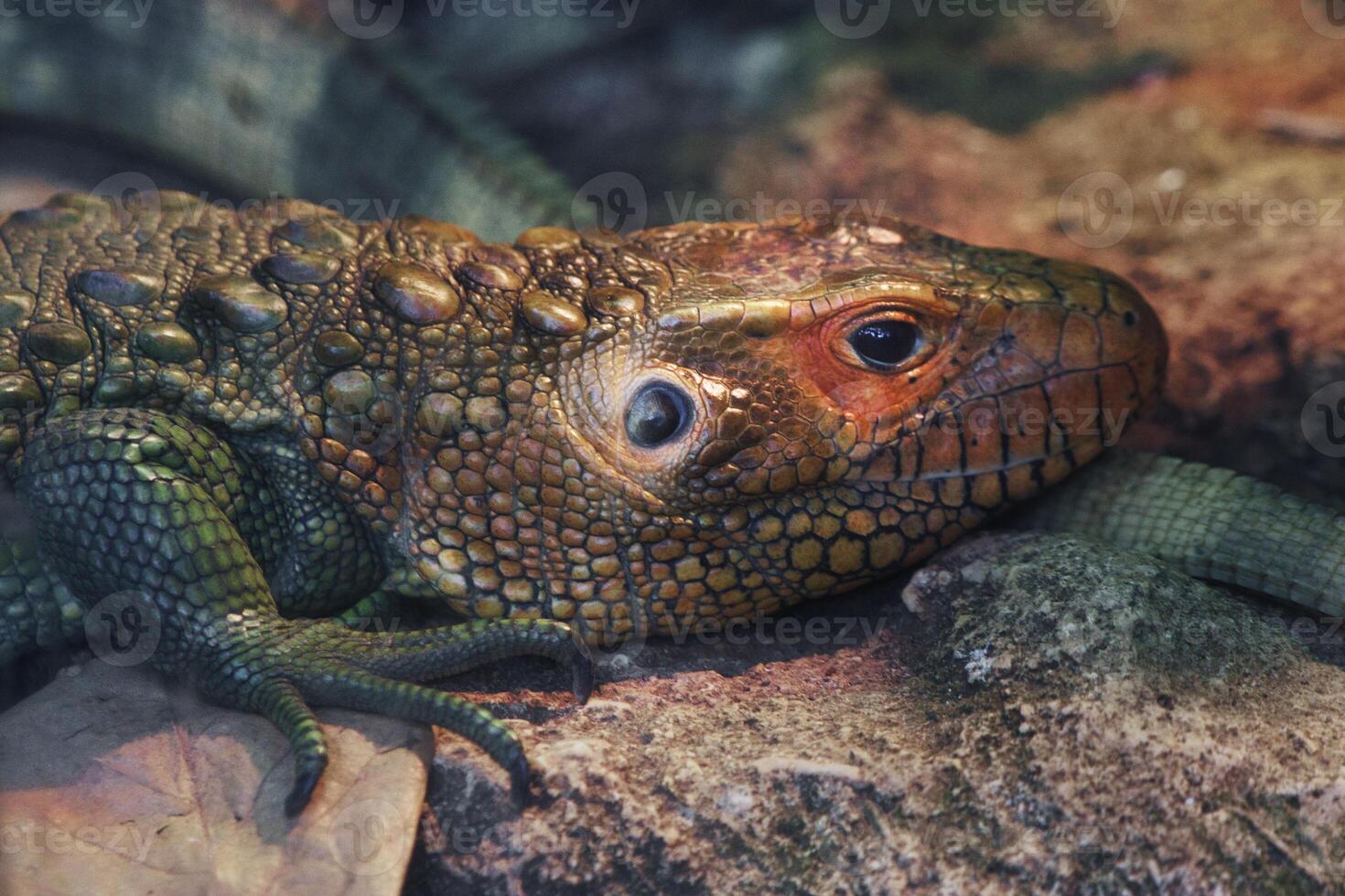 Close-Up of Colorful Reptile Resting on Rocky Surface in Natural Habitat photo