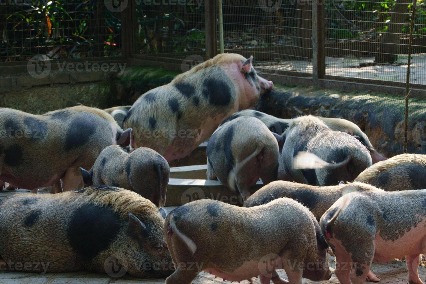 Pigs relaxing and playing in the zoo enclosure photo