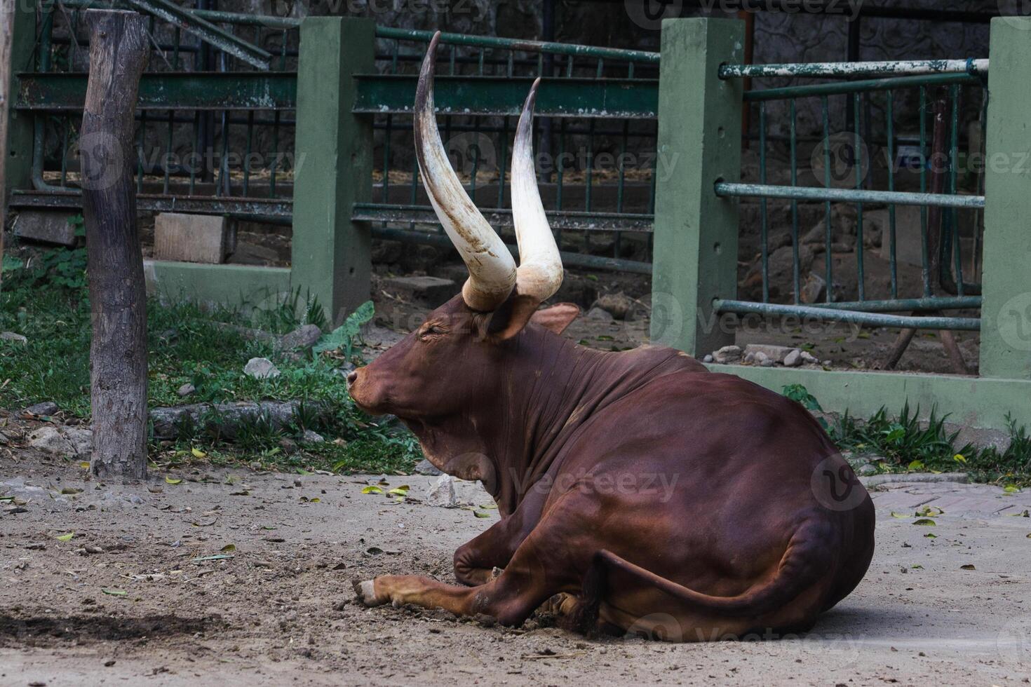 majestuoso ankole Watusi toro descansando en adjunto zona foto