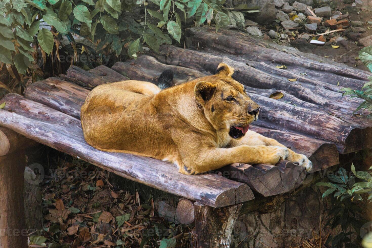 Majestic Lioness Resting on Wooden Platform in Natural Habitat photo