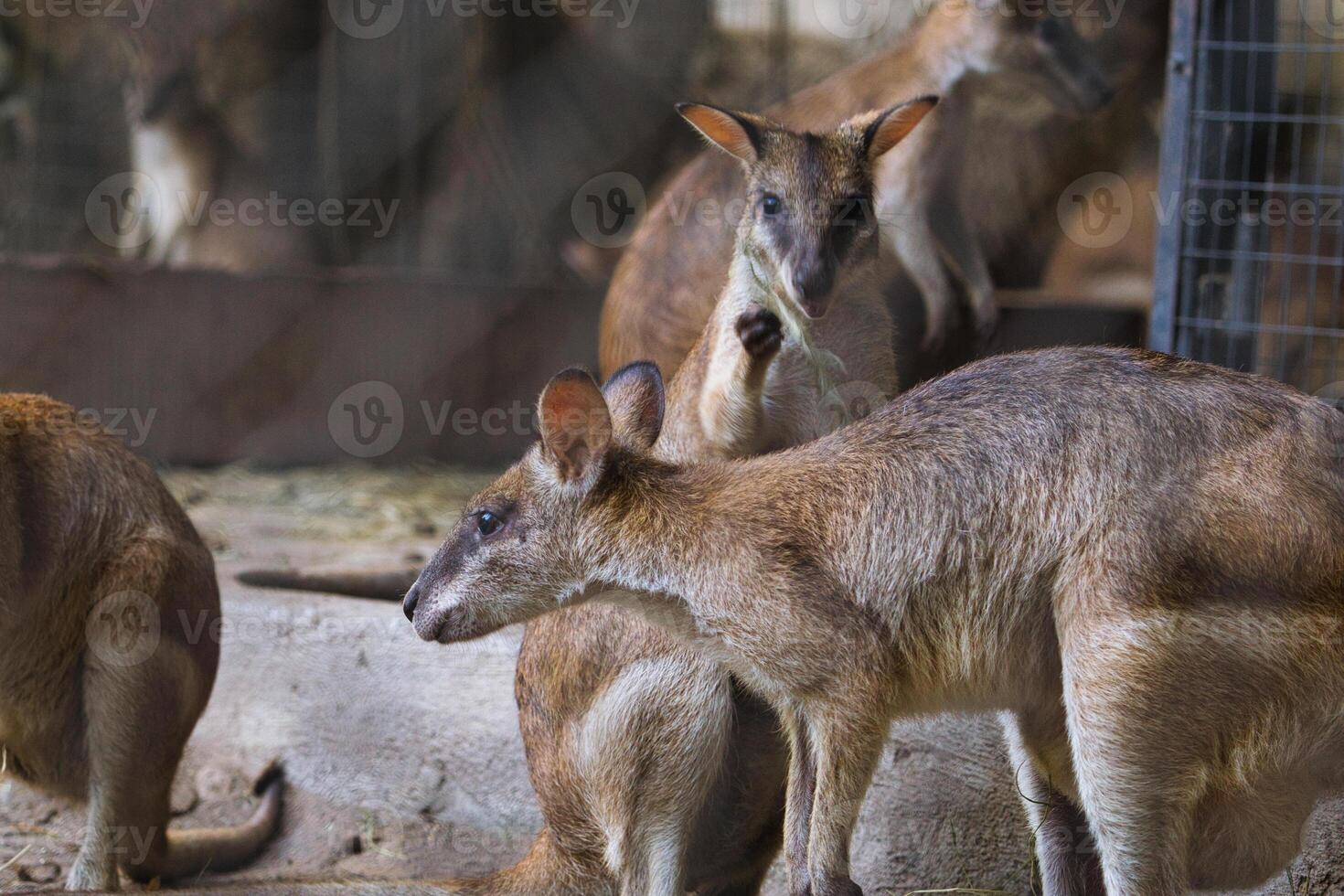 Two Curious Wallabies Standing in a Natural Habitat Setting photo