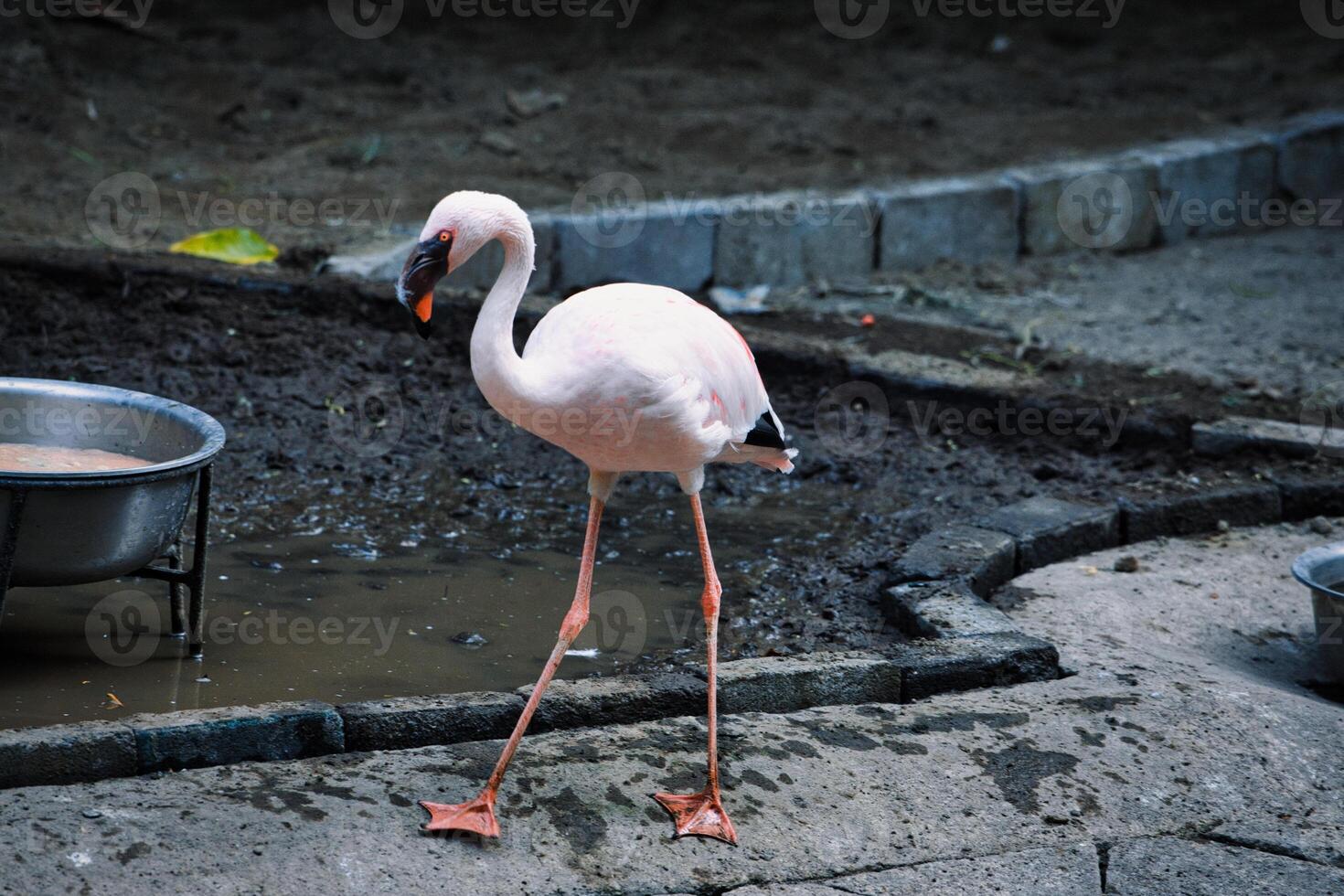 Graceful Flamingo Walking Near Water photo