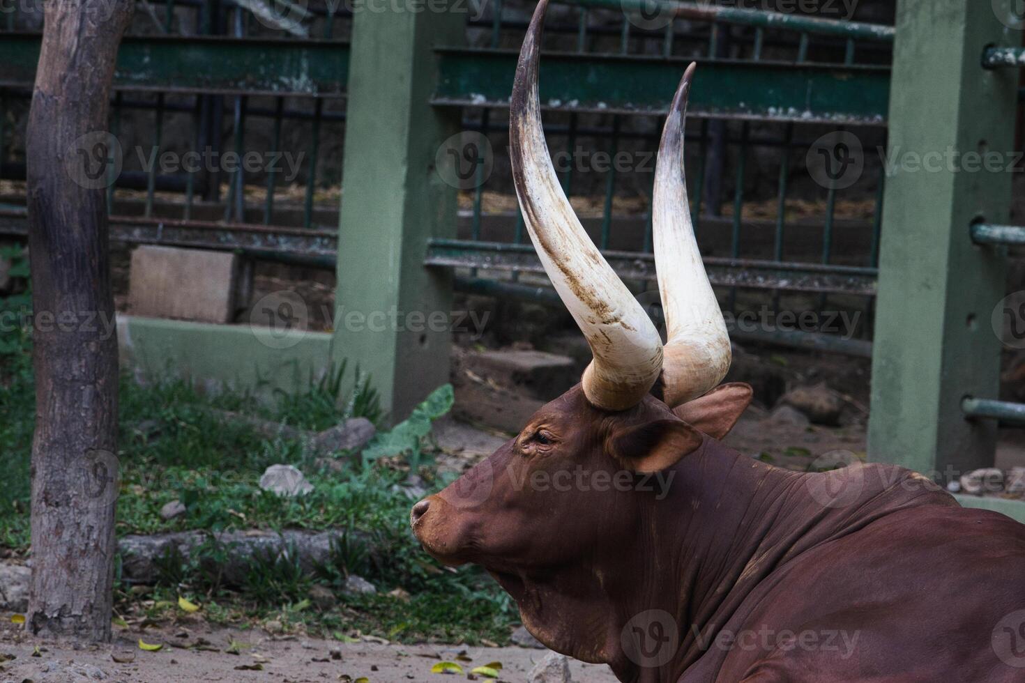 majestuoso ankole Watusi toro descansando con grande curvo cuernos foto