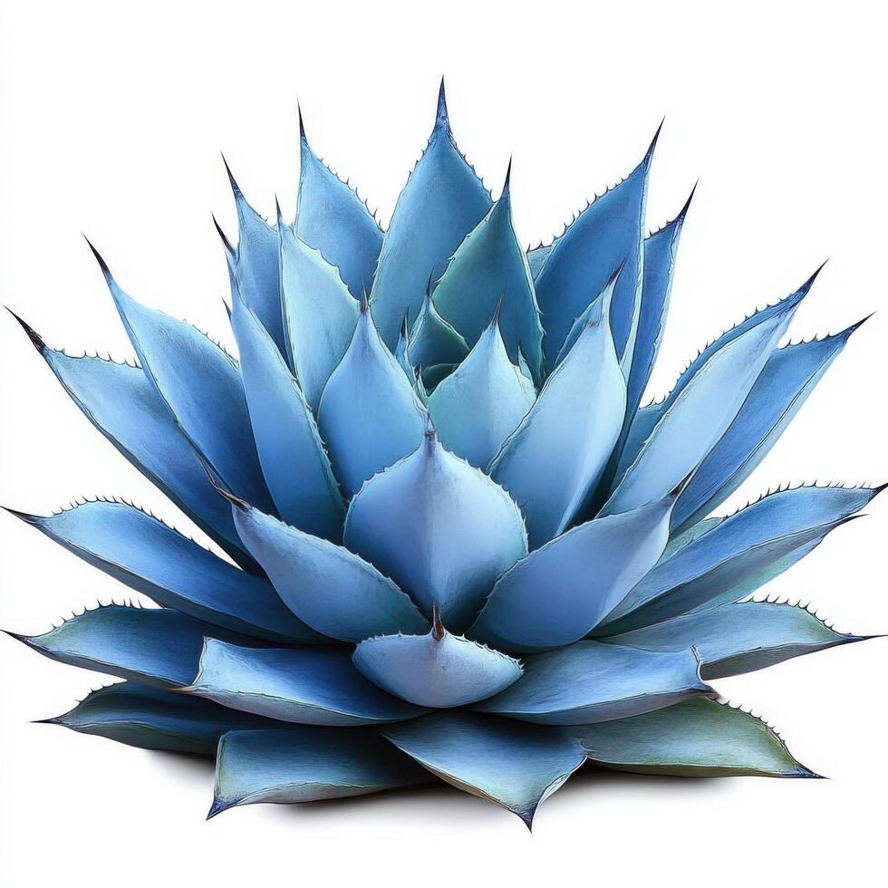Blue agave plant on transparent background photo