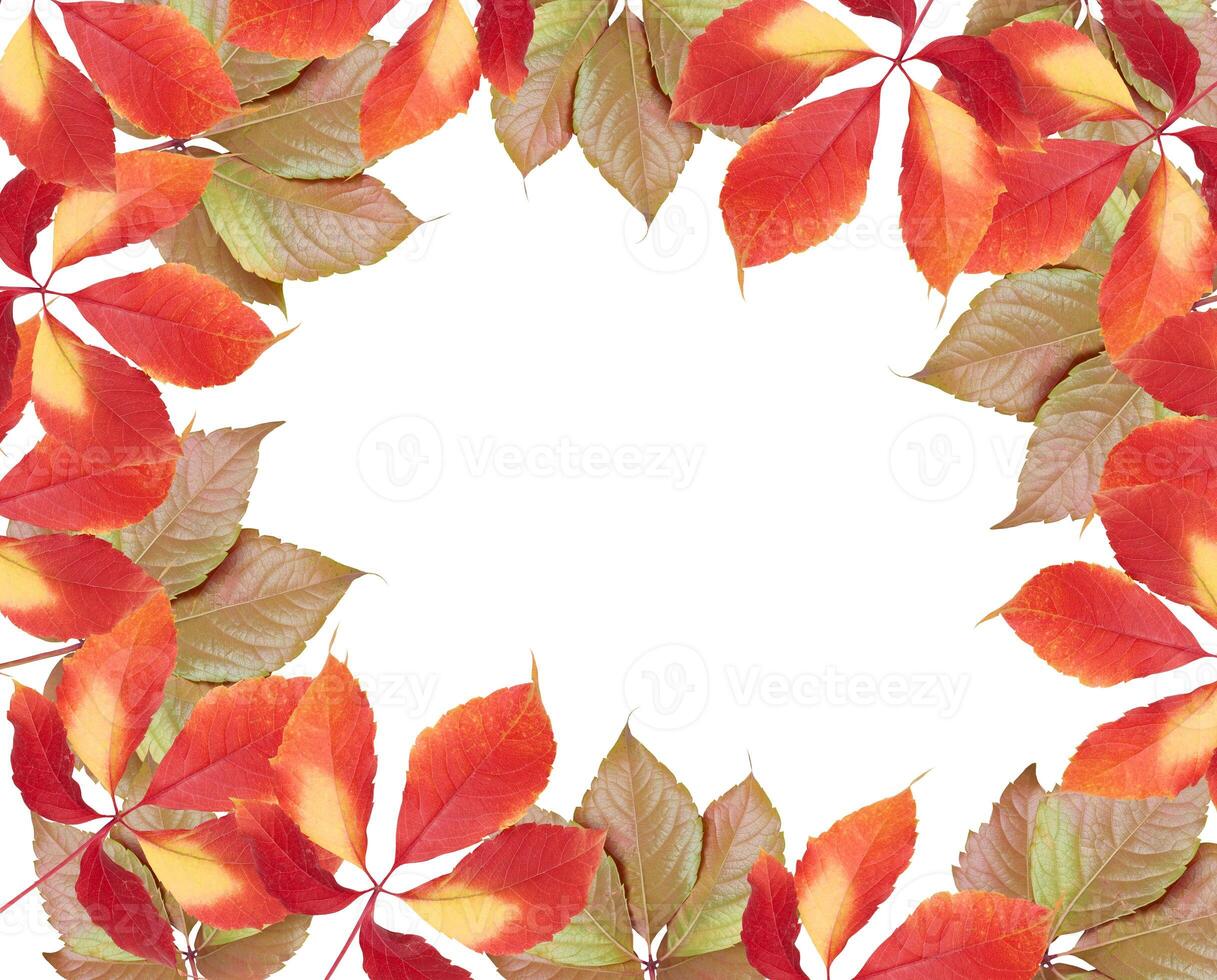 Yellow and red leaves of Parthenocissus quinquefolia in frame shape on isolated background photo