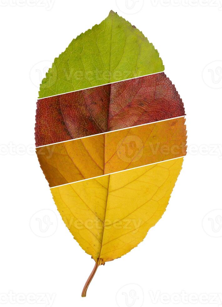 Green, red and yellow cherry leaf on isolated background, macro photo