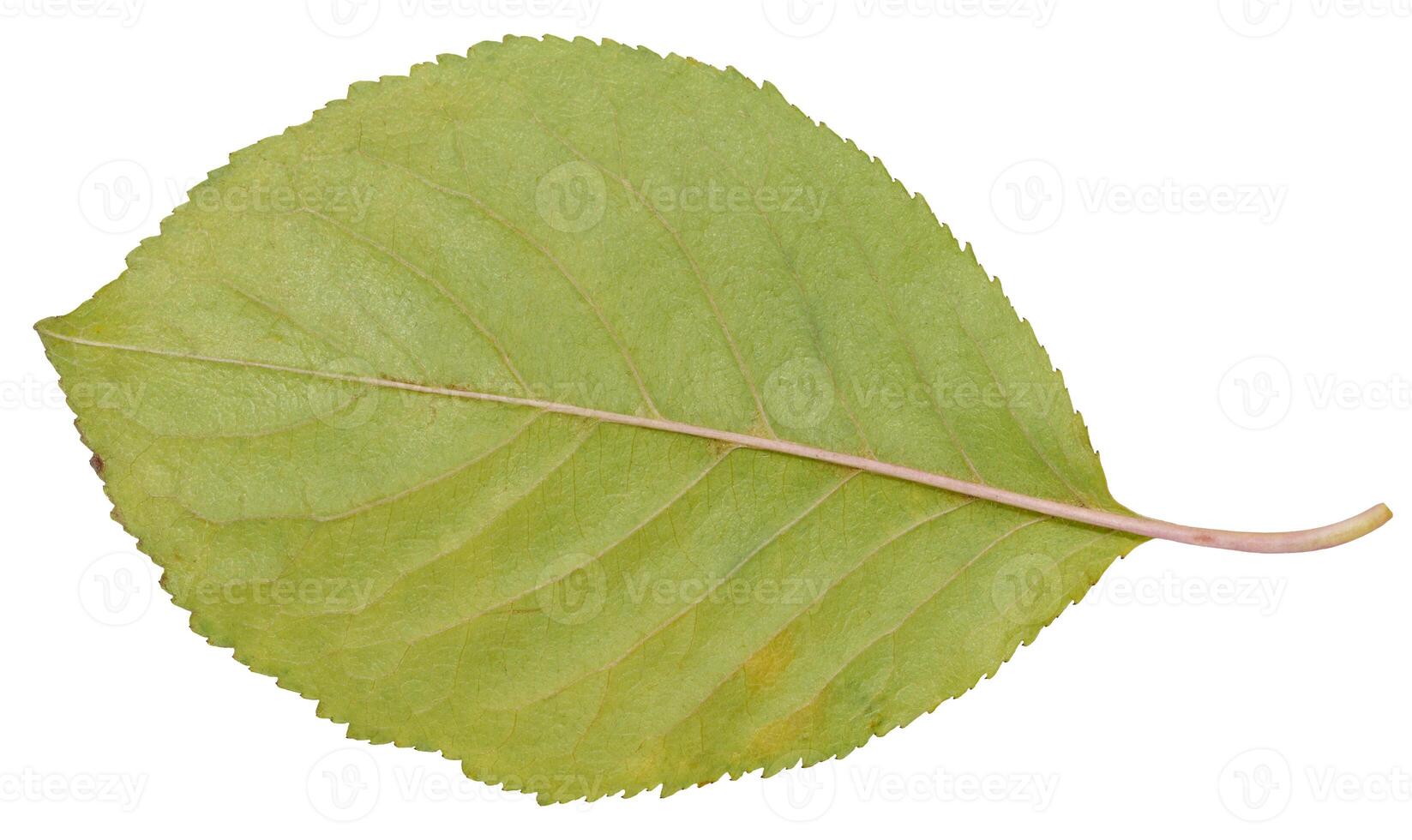 Green cherry leaf on isolated background, macro photo