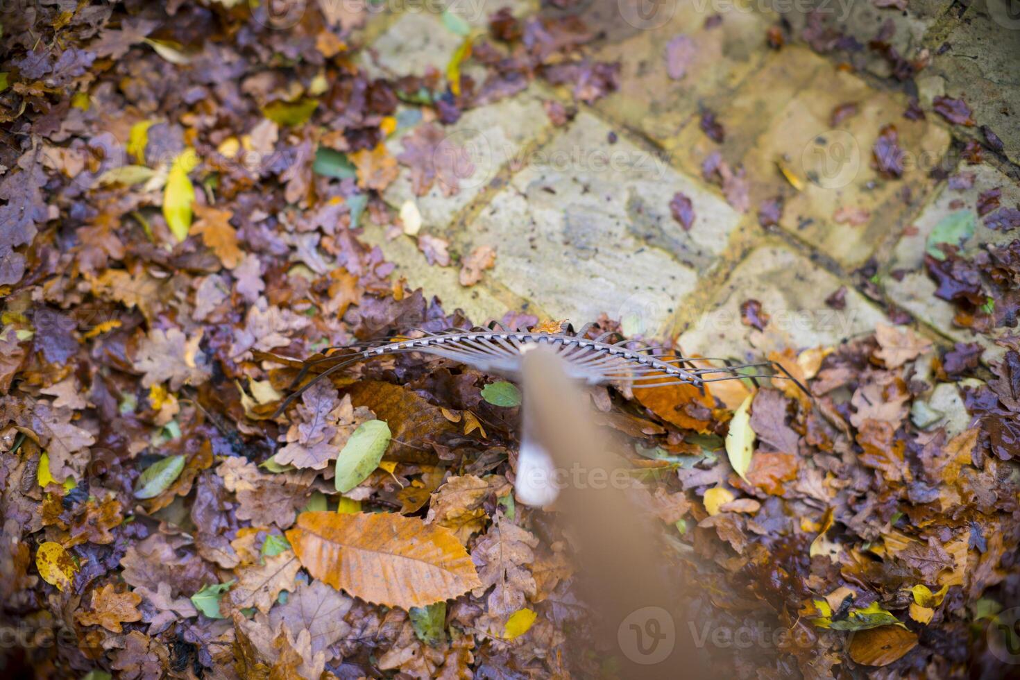 Top-down view of a rake gathering colorful autumn leaves on a stone-paved surface, with vibrant hues of orange and yellow. photo
