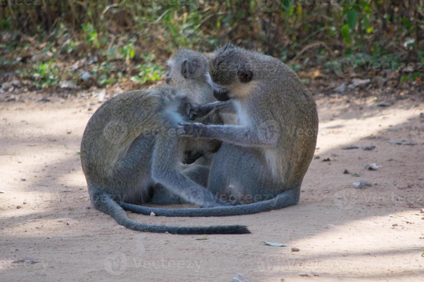 group of vervet monkeys, Chlorocebus pygerythrus, grooming each other on the ground, strengthening social bonds photo